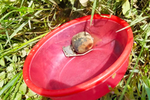 Hốt hoảng mò trúng lựu đạn còn nguyên chốt khi bắt hến