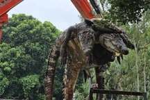 Chủ trang trại giết 125 con cá sấu sau siêu bão, ngăn tấn công hàng xóm