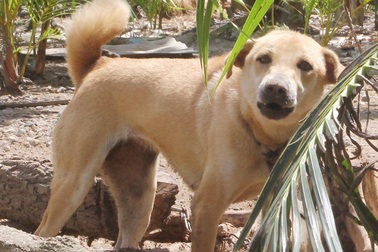 Một con chó vô chủ cắn càn 7 người