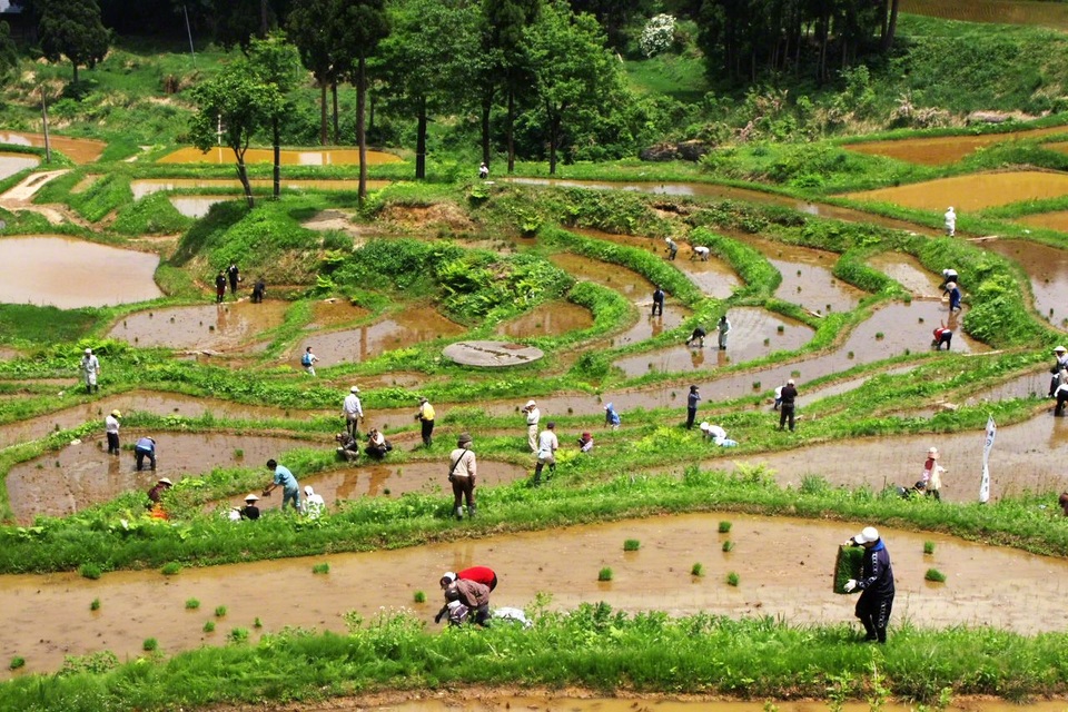 Vẻ đẹp hoang sơ của những cánh đồng ruộng bậc thang tại Nhật - 6 Vẻ đẹp hoang sơ của những cánh đồng ruộng bậc thang tại Nhật - 6