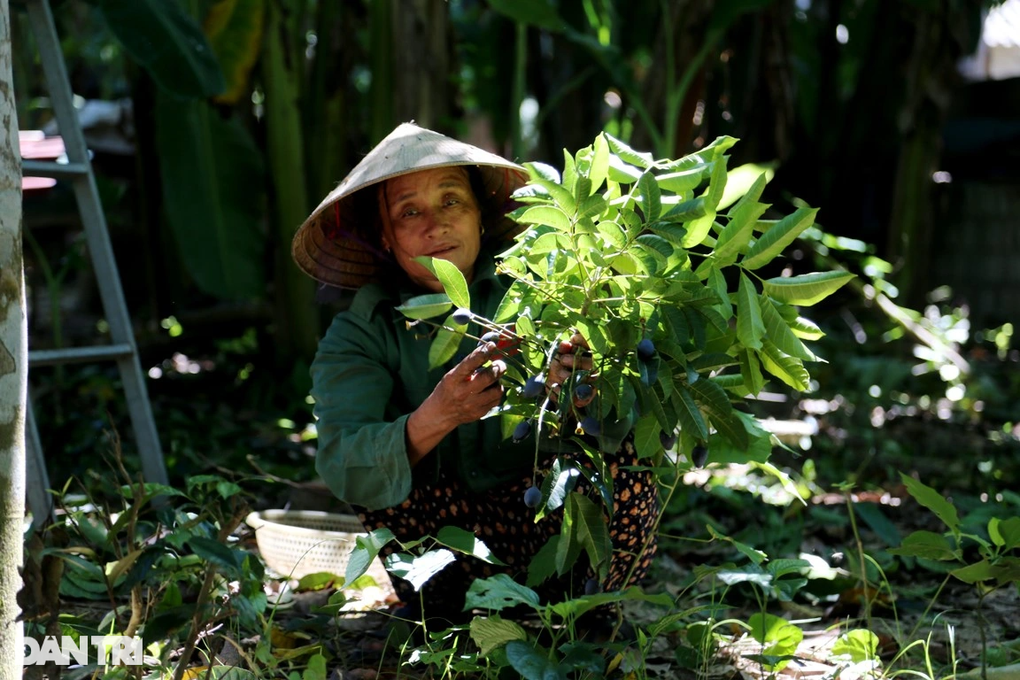 Thương lái tranh mua thứ quả gợi nhớ hương vị những ngày nghèo khó - 7 Thương lái tranh mua thứ quả gợi nhớ hương vị những ngày nghèo khó - 7