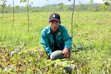 Dưa hấu mất mùa, trượt giá khiến người trồng "đứt ruột" vì thua lỗ