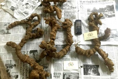 4 củ tam thất rừng quý hiếm giá 100 triệu đồng: Đại gia xuống tiền ngay