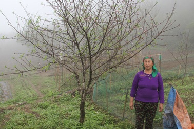 'Khóc' vì đào nở sớm