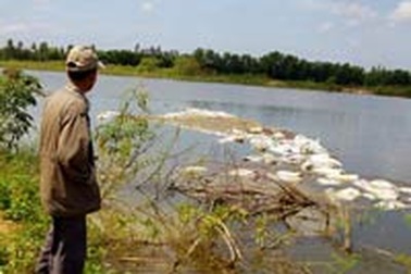 Chấm dứt việc nuôi heo, thả cá tại lòng hồ Trị An 