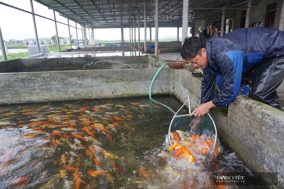 Nuôi loài cá sang chảnh, có con dài gần 1 mét, bán giá nghìn đô, 8X thu tiền tỷ - 4 Nuôi loài cá sang chảnh, có con dài gần 1 mét, bán giá nghìn đô, 8X thu tiền tỷ - 4