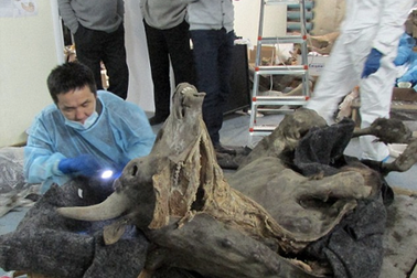 Phát hiện xác ướp bò rừng 9300 năm còn nguyên vẹn dưới lớp băng