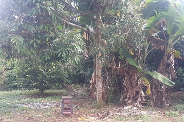 Chủ tịch xã tử vong trong tư thế treo cổ trên cây sau vườn nhà