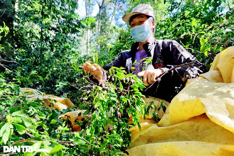 Dân đổ xô vào rừng hái xoay, rủng rỉnh bỏ túi hơn một triệu đồng/ngày - 3