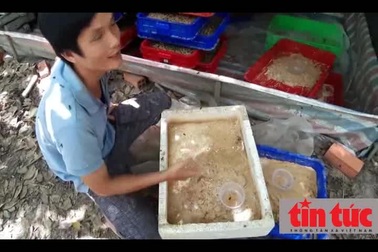 Kỹ sư bỏ việc về quê nuôi ruồi, thu nhập hàng chục triệu đồng mỗi tháng