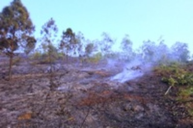 "Bà hỏa" thiêu rụi 5000m2 rừng 