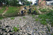 10 tấn cá chết trên kênh ở Đà Nẵng: Truy vết dòng nước đen