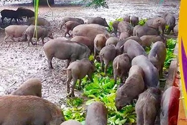 Nuôi lợn rừng online ăn Tết: Đặt trước nửa năm, thăm nuôi từng giờ