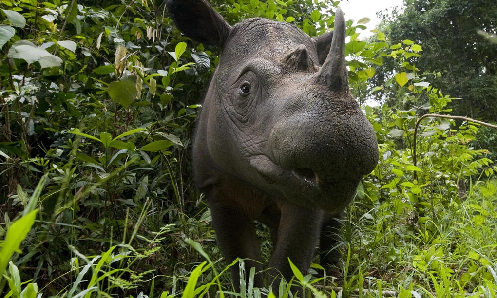Tê giác Sumatra đang ở tình trạng nguy cấp và có khả năng tuyệt chủng (Ảnh: WWF). Tê giác Sumatra đang ở tình trạng nguy cấp và có khả năng tuyệt chủng (Ảnh: WWF).