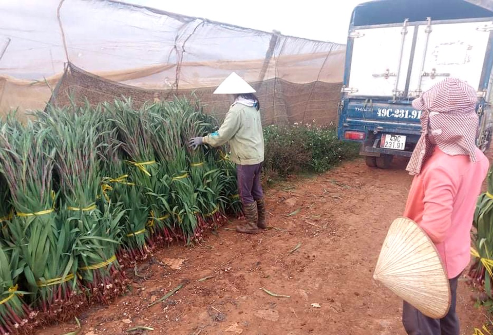 Thủ phủ hoa điêu đứng vì Covid-19, chính quyền kêu gọi giải cứu giúp dân - 3 Thủ phủ hoa điêu đứng vì Covid-19, chính quyền kêu gọi giải cứu giúp dân - 3