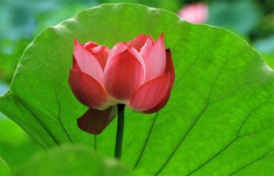 Ông lão U90 được vinh danh nhờ kho báu vô giá về thủ đô - 4 Ông lão U90 được vinh danh nhờ kho báu vô giá về thủ đô - 4