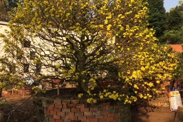 Ngắm cây mai giá 900 triệu có dáng đẹp ở TP Cần Thơ