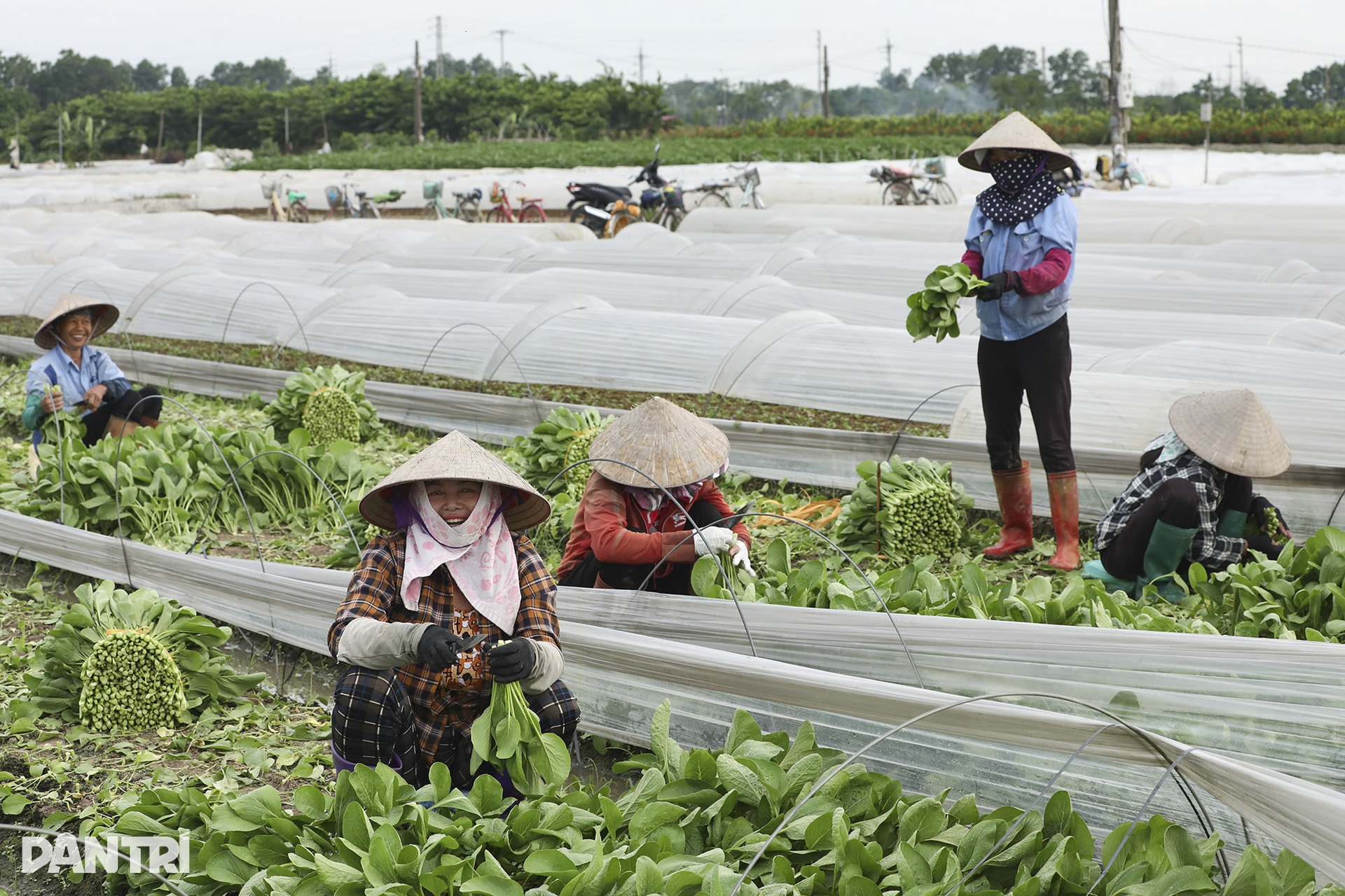 Vẻ đẹp kỳ thú từ những ruộng rau ở Hà Nội - 6 Vẻ đẹp kỳ thú từ những ruộng rau ở Hà Nội - 6