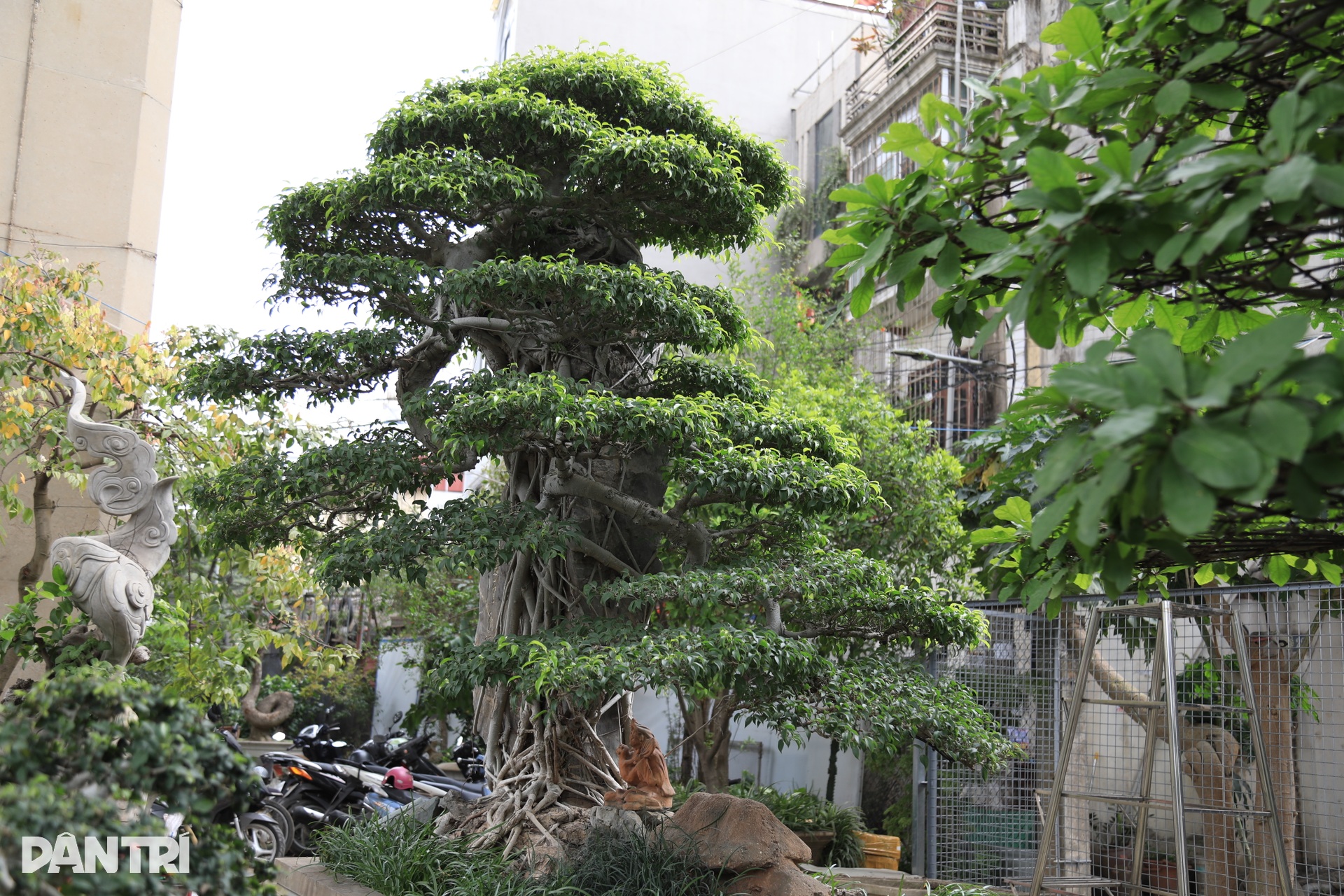 Hà Nội: Bỏ việc về làm vườn, người đàn ông sở hữu nhiều cây độc lạ - 5 Hà Nội: Bỏ việc về làm vườn, người đàn ông sở hữu nhiều cây độc lạ - 5