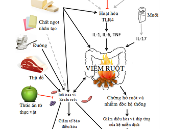Ăn kiểu phương Tây có gây ra bệnh?