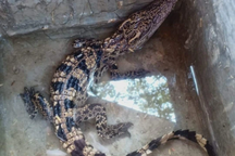 Người dân bắt được cá sấu trong mương nước