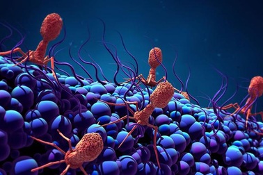 Giải mã cách vi khuẩn thích nghi với vật chủ và lây nhiễm