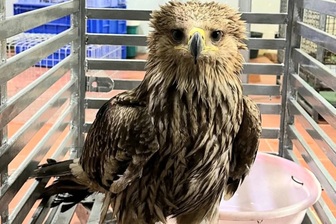 Phát hiện đại bàng nâu quý hiếm bị thương, người dân giao nộp công an