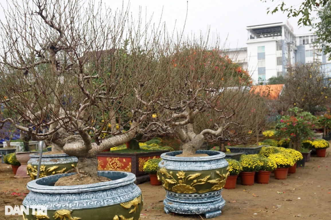 Hoa trạng nguyên, lồng đèn xuống phố đọ sắc Tết với đào, mai - 1 Hoa trạng nguyên, lồng đèn xuống phố đọ sắc Tết với đào, mai - 1