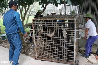 Bí mật về mật gấu