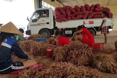 Đã “giải cứu” 1.000 tấn hành tím