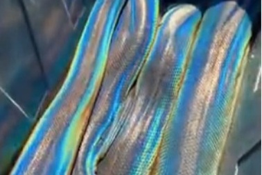 Trăn "cầu vồng" mê hoặc cư dân mạng