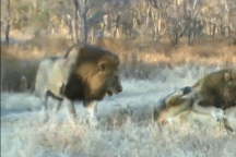 Trâu rừng chen ngang vào cuộc chiến giành lãnh thổ của sư tử và cái kết