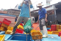 Quảng Ngãi: Ngư dân buồn vì sản lượng hải sản sụt giảm