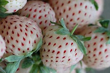 Dâu tây lạ mùi thơm như dứa