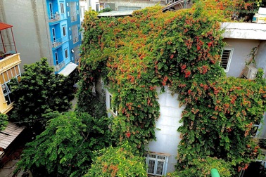 Ngôi nhà 3 mặt tiền phủ kín hoa sử quân tử của nữ thiết kế thời trang