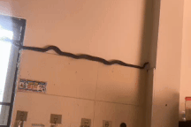 Người phụ nữ ở Phú Thọ kể lại phút đối mặt rắn dài hơn 1m bò vào nhà