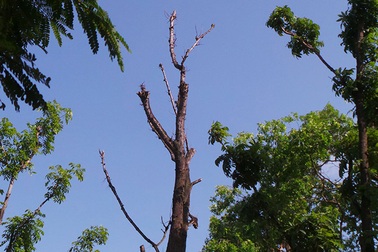 Mối họa khôn lường từ cây chết khô ở Hà Nội trước mùa bão