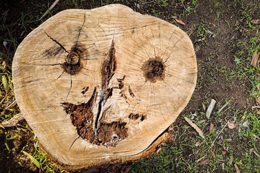 Tại sao một số người nhìn đâu cũng thấy những khuôn mặt kì lạ?