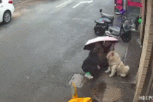 Cô gái bất ngờ bị chó tấn công dữ dội, cắn vào mặt khi đang vuốt ve con vật