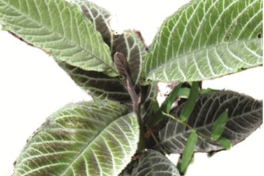 Những thảo dược tốt cho người đau dạ dày