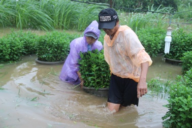 Vựa hoa Quảng Ngãi “trầm mình” trong lũ