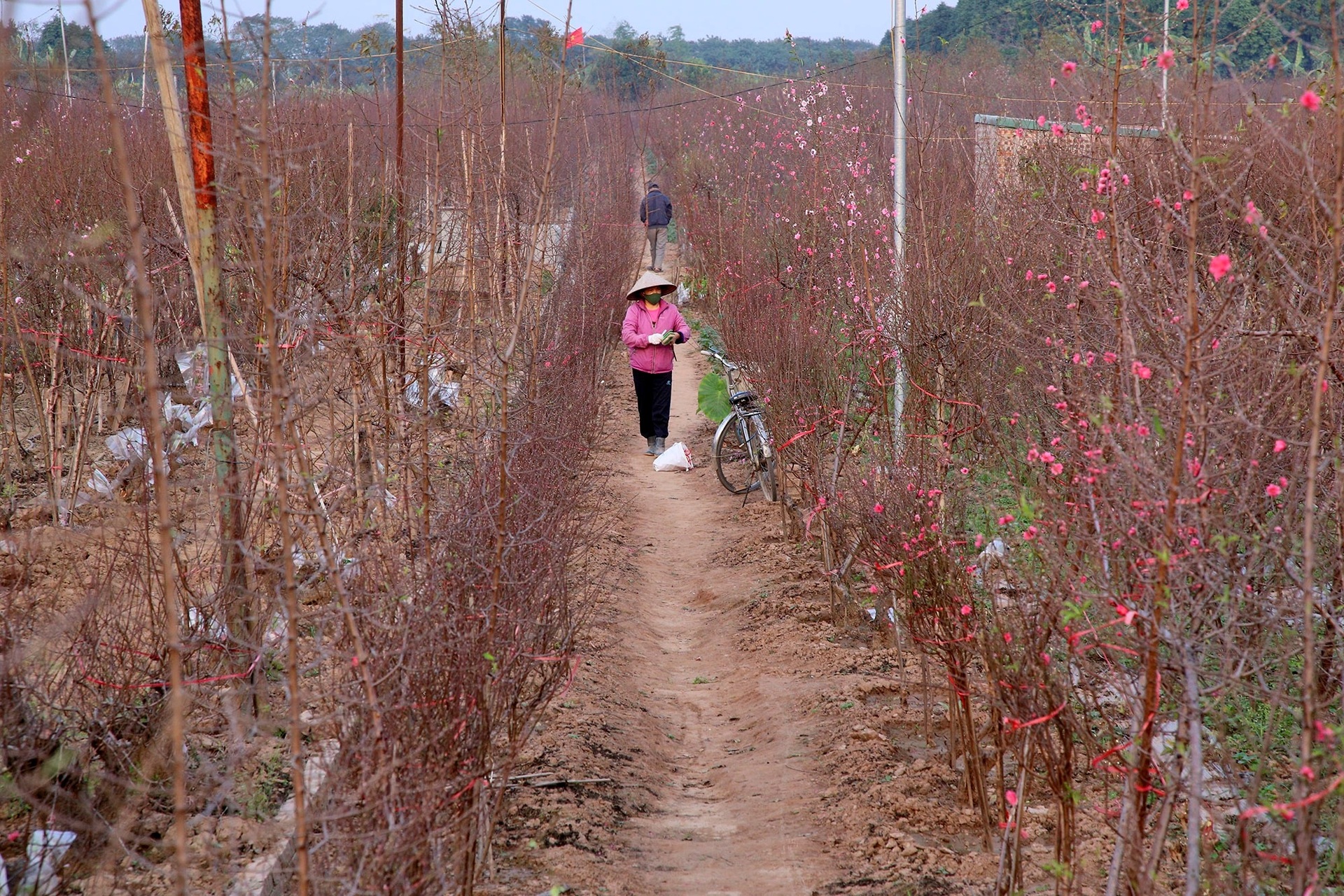 Nhật Tân rực sắc hoa đào đón Tết Nhâm Dần - 10