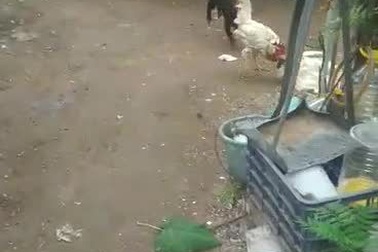 Chết cười chú chó cố gắng can ngăn cặp gà đang hăng máu đá nhau