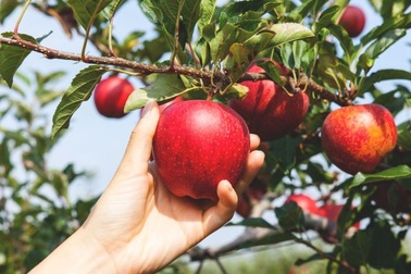 Thành phố trong mơ - nơi người dân thỏa thích ăn trái cây đặc sản miễn phí