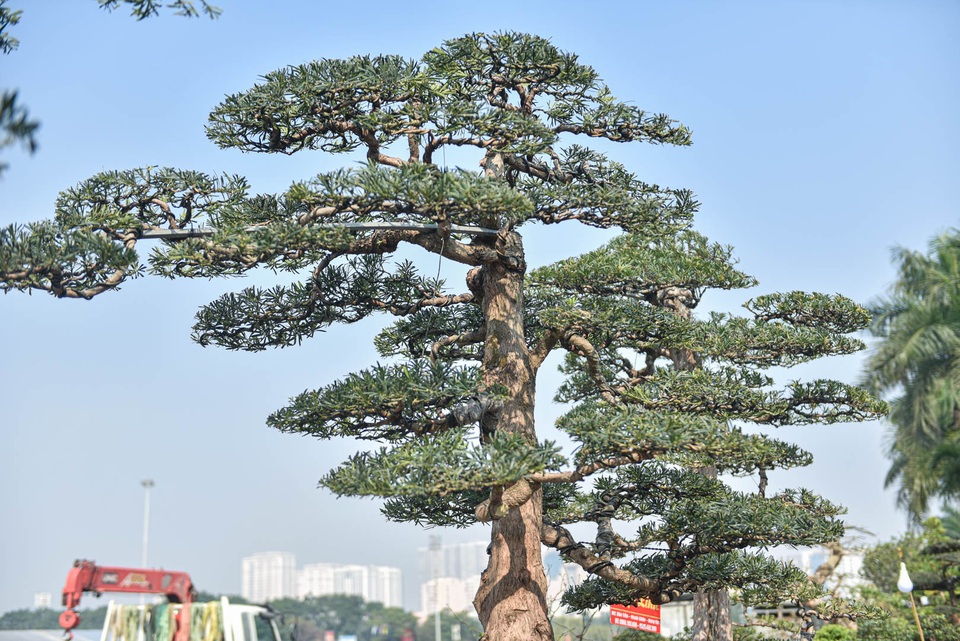 Chậu cây tùng giá hàng trăm triệu, chờ đại gia săn về đón Tết - 4 Chậu cây tùng giá hàng trăm triệu, chờ đại gia săn về đón Tết - 4