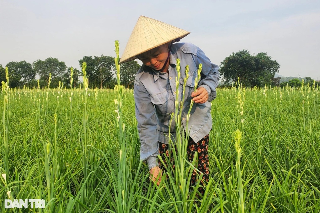 Hà Sơn: Thủ phủ hoa huệ trắng với doanh thu hàng chục tỷ đồng