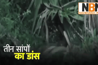 Cặp rắn đực "ẩu đả" tranh giành nhau bạn tình ngay giữa đường lớn