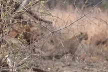 Hình ảnh hiếm thấy trong tự nhiên: Báo hoa mai cái “gạ tình” sư tử đực