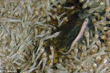 Loài tôm "bất tử", luộc bao lâu cũng không chết