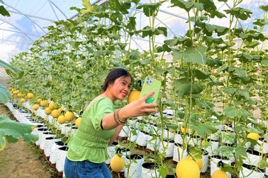 Du xuân nhiều người tới check-in vườn dưa lưới tiền tỷ